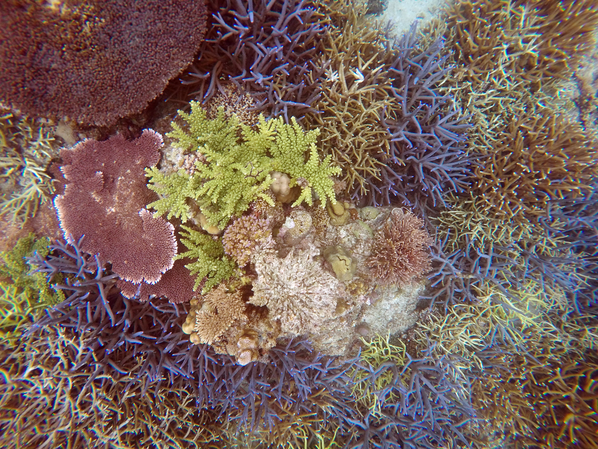 corals_snorkeling_popocan_elnido
